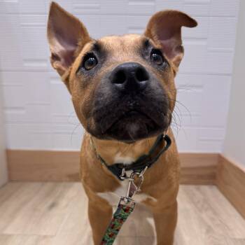 Staffordshire Bull Terrier and American Staffordshire Terrier Dogs Available for Adoption in Bryan, Texas - Xena | PetCurious