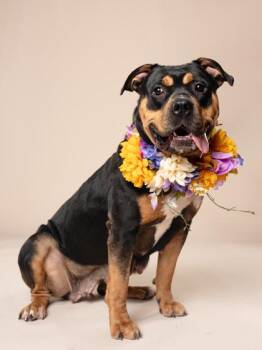 Mocha -  Pit Bull Terrier and Mixed Breed Dog for Adoption in Atlanta, Georgia - Mocha | PetCurious