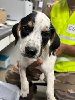 Marlow -  Beagle Dog for Adoption in Hopkinsville, Kentucky - Marlow | PetCurious