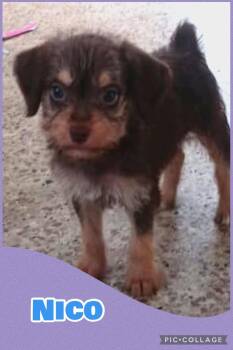Nico -  Beagle and Terrier Dog for Adoption in Ringwood, New Jersey - Nico | PetCurious