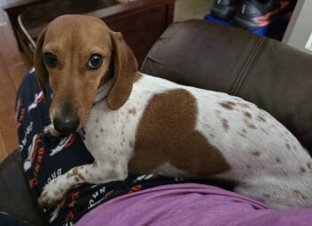 Rescue Dachshund Dogs for Adoption in Sioux Falls, South Dakota - Tango | PetCurious