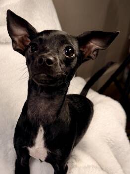 Pecan -  Rat Terrier and Chihuahua Dog for Adoption in Richmond, Texas - Pecan | PetCurious