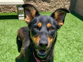 DOLLY -  Doberman Pinscher and Mixed Breed Dog for Adoption in Moreno Valley, California - DOLLY | PetCurious