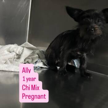 Ally -  Chihuahua Dog for Adoption in Tampa, Florida - Ally | PetCurious