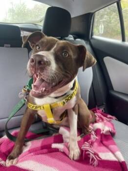 Rescue Pit Bull Terrier and Mixed Breed Dogs for Adoption in Atlanta, Georgia - Ramona | PetCurious
