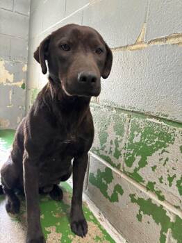 Labrador Retriever Dogs Available for Adoption in Rustburg, Virginia - Pepper - At Shelter | PetCurious