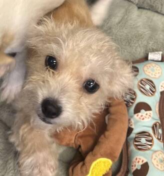Yuna -  Cairn Terrier Dog for Adoption in Hilton Head Island, South Carolina - Yuna | PetCurious