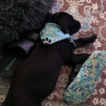 Fry -  Black Labrador Retriever and Golden Retriever Dog for Adoption in Park Falls, Wisconsin - Fry | PetCurious