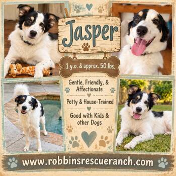Jasper -  Border Collie Dog for Adoption in Brenham, Texas - Jasper | PetCurious