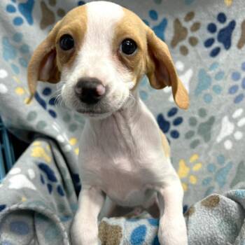 Mixed Breed Dogs Available for Adoption in State College, Pennsylvania - Gideon | PetCurious