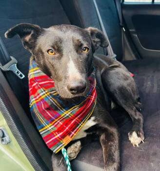 Rescue Australian Cattle Dog Blue Heeler and Labrador Retriever Dogs for Adoption in Longview, Texas - Soley | PetCurious