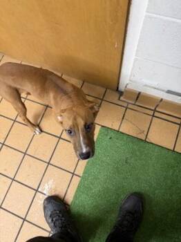 Chandler -  Terrier and Mixed Breed Dog for Adoption in Gainesville, Florida - Chandler | PetCurious