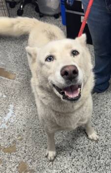 Rescue Siberian Husky and Mixed Breed Dogs for Adoption in West Chester, Pennsylvania - Alaska | PetCurious