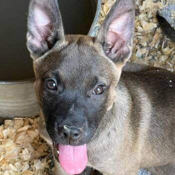 Eastwood -  Dutch Shepherd and Mixed Breed Dog for Adoption in Rochester, Minnesota - Eastwood | PetCurious