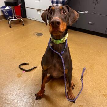 Doberman Pinscher and Mixed Breed Dogs Available for Adoption - Perseus | PetCurious