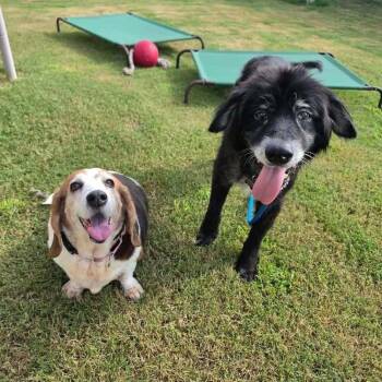 Sirius Black -  Retriever and Husky Dog for Adoption in Saugus, Massachusetts - Sirius Black | PetCurious
