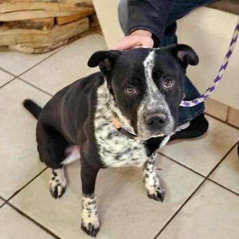 Rescue Australian Cattle Dog Blue Heeler Dogs for Adoption in Fort Worth, Texas - Tyson | PetCurious