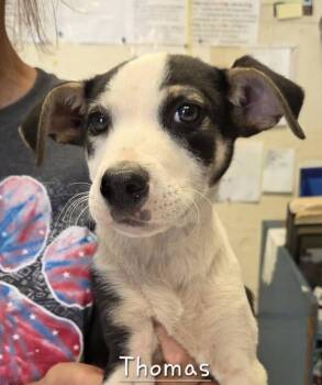 Hound Dogs Available for Adoption in Washington, District Of Columbia - Babe Thomas | PetCurious