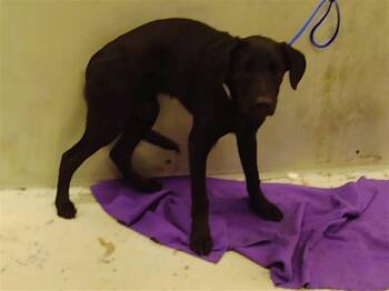 Rescue Labrador Retriever and Mixed Breed Dogs for Adoption in Houston, Texas - PARSNIP | PetCurious
