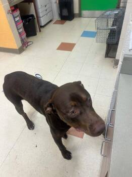 Roscoe -  Mixed Breed Dog for Adoption in Clarksville, Tennessee - Roscoe | PetCurious
