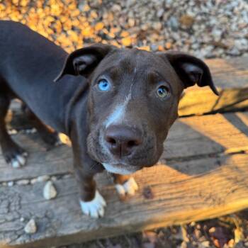 BASHFUL -  Pit Bull Terrier Dog for Adoption in Greensboro, North Carolina - BASHFUL | PetCurious