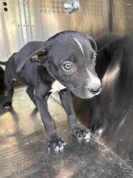 A478357 -  German Shepherd Dog and Mixed Breed Dog for Adoption in Oklahoma City, Oklahoma - A478357 | PetCurious