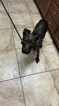 Rescue Mixed Breed Dogs for Adoption in Cincinnati, Ohio - Pluto | PetCurious