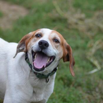 Rooster -  Hound Dog for Adoption in Glenfield, New York - Rooster | PetCurious