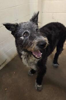 Rescue Schnauzer Dogs for Adoption in Hartland, Wisconsin - George | PetCurious