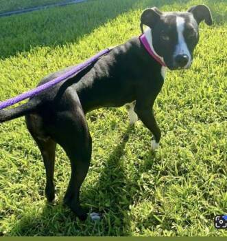 Megan Thee Stallion -  Mixed Breed Dog for Adoption in Vero Beach, Florida - Megan Thee Stallion | PetCurious