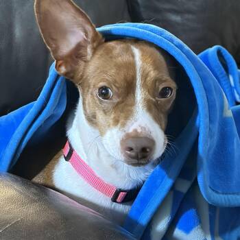 Betty -  Dachshund Dog for Adoption - Betty | PetCurious