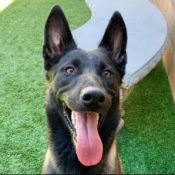 SAVE ME PLEASE TROY - IDA553715 -  Belgian Shepherd Malinois Dog for Adoption in San Marcos, California - SAVE ME PLEASE TROY - IDA553715 | PetCurious