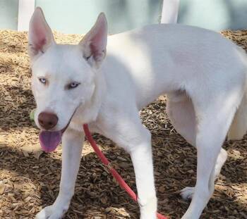Rescue Husky and Labrador Retriever Dogs for Adoption in Albuquerque, New Mexico - HECTOR | PetCurious