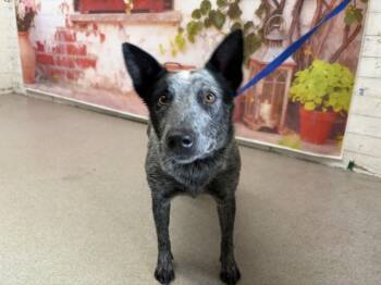 Australian Cattle Dog Blue Heeler and Mixed Breed Dogs Available for Adoption in San Bernardino, California - STAR | PetCurious