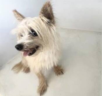 Yorkshire Terrier and Chihuahua Dogs Available for Adoption in Houston, Texas - A656563 | PetCurious