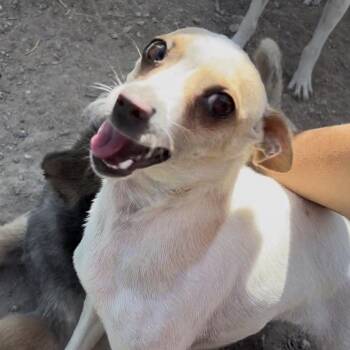 Lucy -  Chihuahua Dog for Adoption in Kim, Colorado - Lucy | PetCurious
