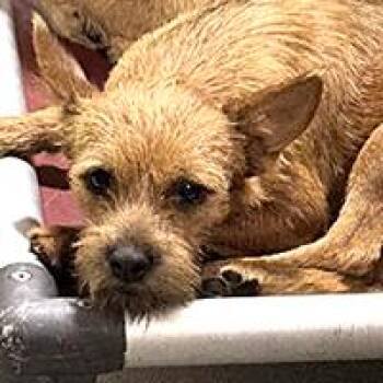 Foxy - URGENT -  Norwich Terrier Dog for Adoption in Thousand Oaks, California - Foxy - URGENT | PetCurious