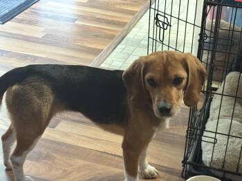 Beagle Dogs Available for Adoption in Hainesville, Illinois - Daisy | PetCurious