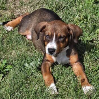 Merida -  Mixed Breed Dog for Adoption in Buffalo, Minnesota - Merida | PetCurious