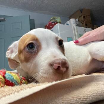 Hound Dogs Available for Adoption - Anastasia | PetCurious