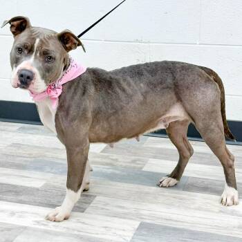 Pit Bull Terrier Dogs Available for Adoption in Lufkin, Texas - Meghan | PetCurious