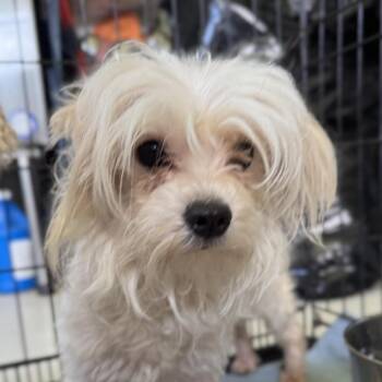 Maltese Dogs Available for Adoption in Houston, Texas - Marena | PetCurious