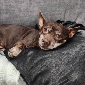 Fred -  Chihuahua Dog for Adoption in Wappingers Falls, New York - Fred | PetCurious