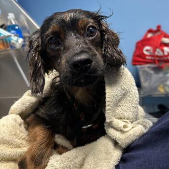 Tonjo -  Mixed Breed Dog for Adoption in Philadelphia, Pennsylvania - Tonjo | PetCurious