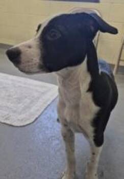 Rescue Australian Cattle Dog Blue Heeler Dogs for Adoption in Glasgow, Kentucky - Ramses | PetCurious