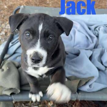 Labrador Retriever and Husky Dogs Available for Adoption - Jack* | PetCurious