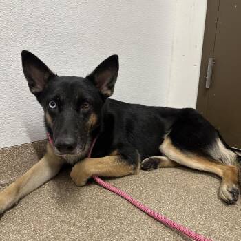 Baby Soup -  Siberian Husky and German Shepherd Dog Dog for Adoption in League City, Texas - Baby Soup | PetCurious