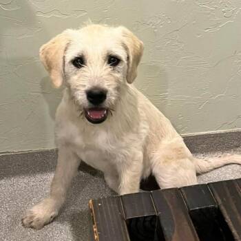 Great Pyrenees and Australian Cattle Dog Blue Heeler Dogs Available for Adoption in Otisfield, Maine - Greer | PetCurious