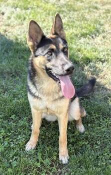 Cinnamon -  German Shepherd Dog Dog for Adoption in Pasco, Washington - Cinnamon | PetCurious