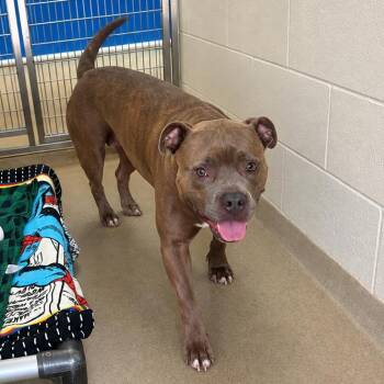 Dixie -  Pit Bull Terrier Dog for Adoption in Kansas City, Kansas - Dixie | PetCurious